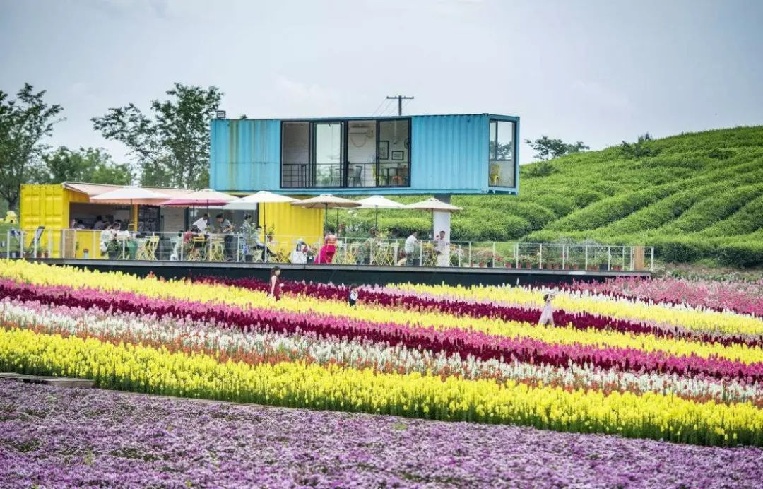 創(chuàng)新驅(qū)動(dòng)未來 花卉與豆類種植新動(dòng)向探索