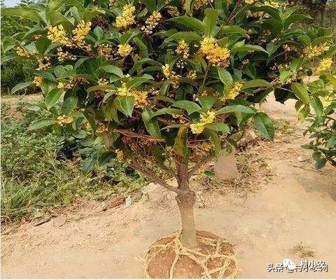 返鄉(xiāng)創(chuàng)業(yè)種植項目前景分析 野菜、花卉、花椒、藥材、果樹、蔬菜種植比較