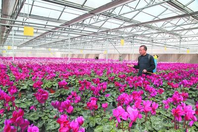 浪漫之城 美麗襄垣 花卉種植描繪生態(tài)宜居新畫卷